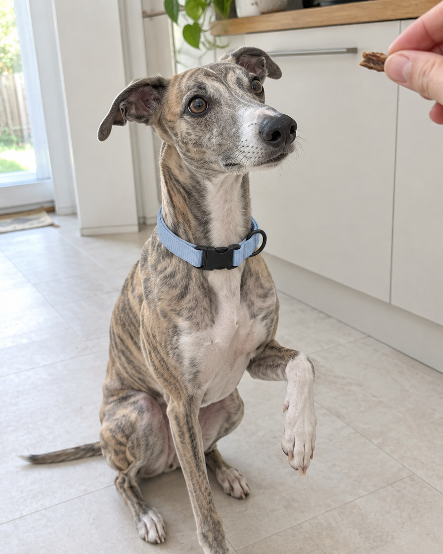 A whippet wearing a pale blue webbing collar sits with one paw raised, watching a treat held out by a hand.