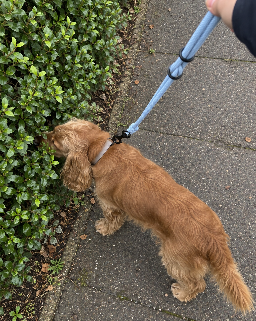 A cocker spaniel buries its nose in a hedge on a walk, a pale blue rope leash taut from its collar.