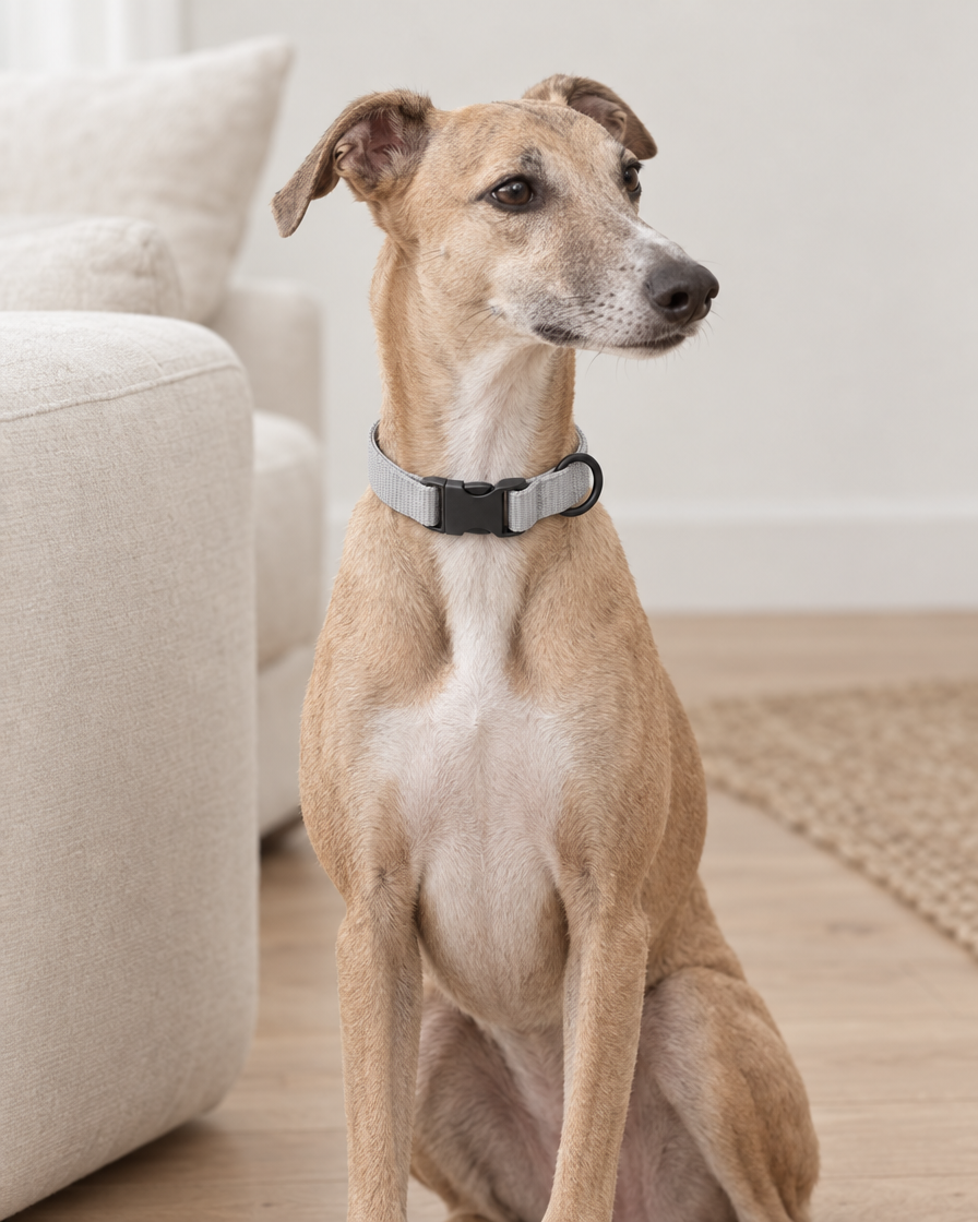 A fawn whippet sitting on a pale oak floor beside a cream linen sofa, wearing a light grey webbing collar with a black buckle and D-ring.